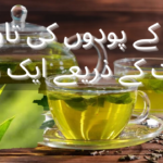 چائے کے پودوں کی تاریخ: وقت کے ذریعے ایک سفر