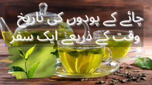 چائے کے پودوں کی تاریخ: وقت کے ذریعے ایک سفر